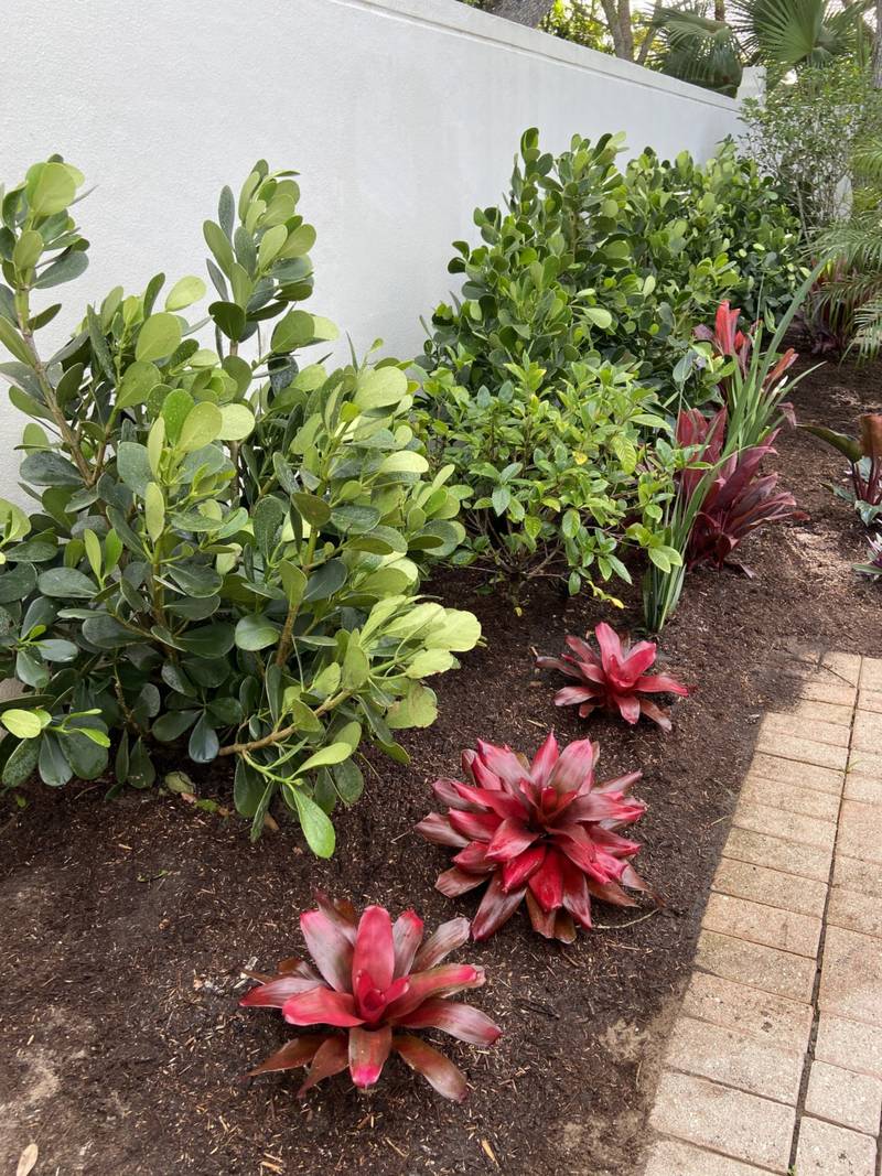 Bromeliads and shrubs planted in a narrow bed beside a paver path
