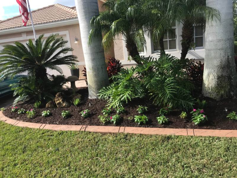 Concrete curbing edging a shady bed of cycads and tropical plants in front of a home