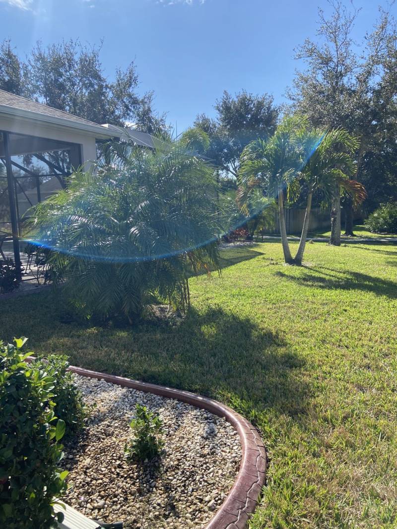 Curbed bed edge running along a lawn under palms