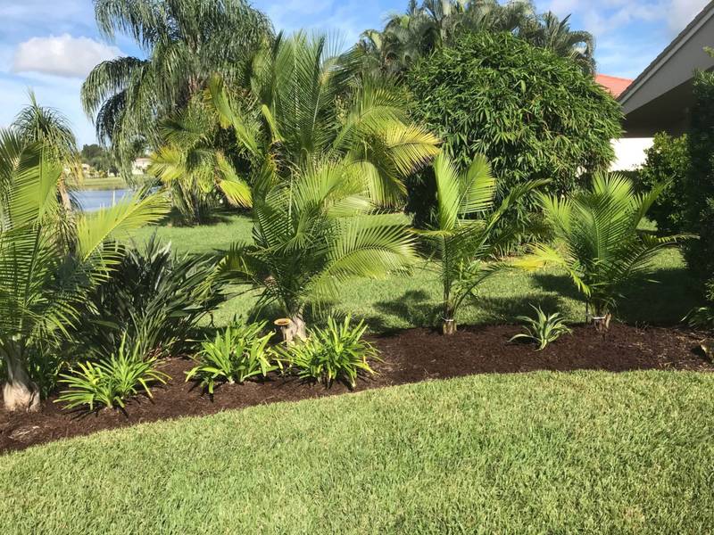 A row of young palms and cycads in a fresh mulch bed along a lawn
