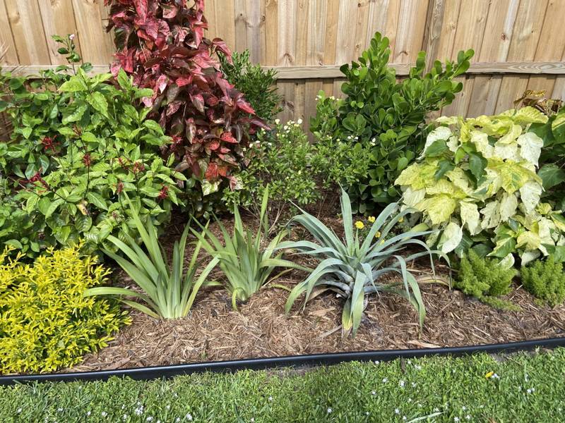 Mixed planting of crotons, agave and shrubs along a wood privacy fence