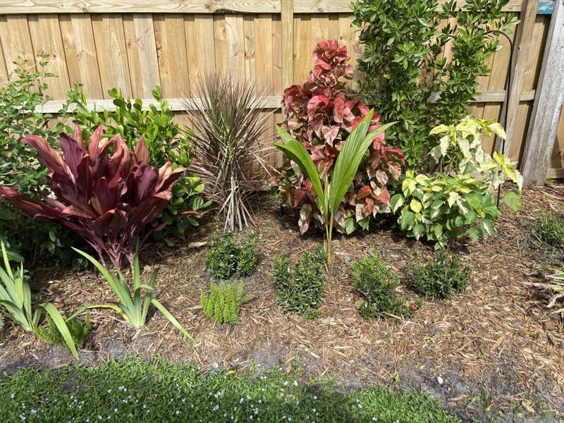 Crotons and young shrubs planted along a wood fence