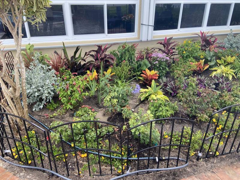 Dense bed of bromeliads, crotons and flowers behind a low black garden fence