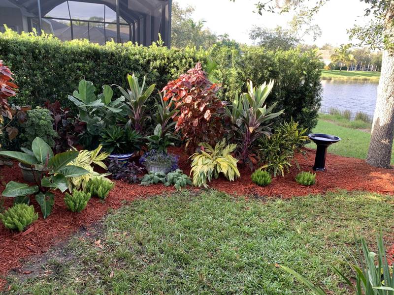 Croton and tropical bed in red mulch along a hedge, with water beyond