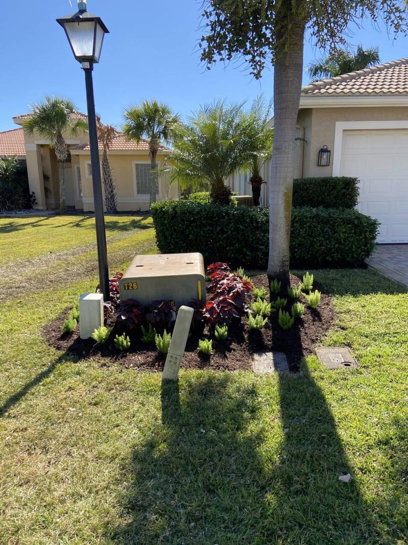 New bed of crotons around a utility box and lamp post on a front lawn