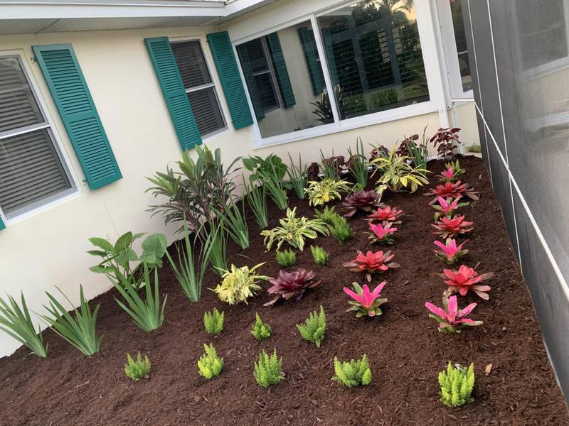 After: the same bed planted with rows of bromeliads and tropical plants