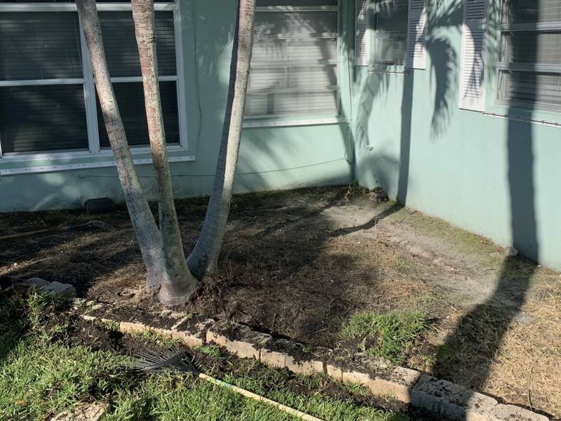 Before: bare dirt around palm trunks in front of a mint green house