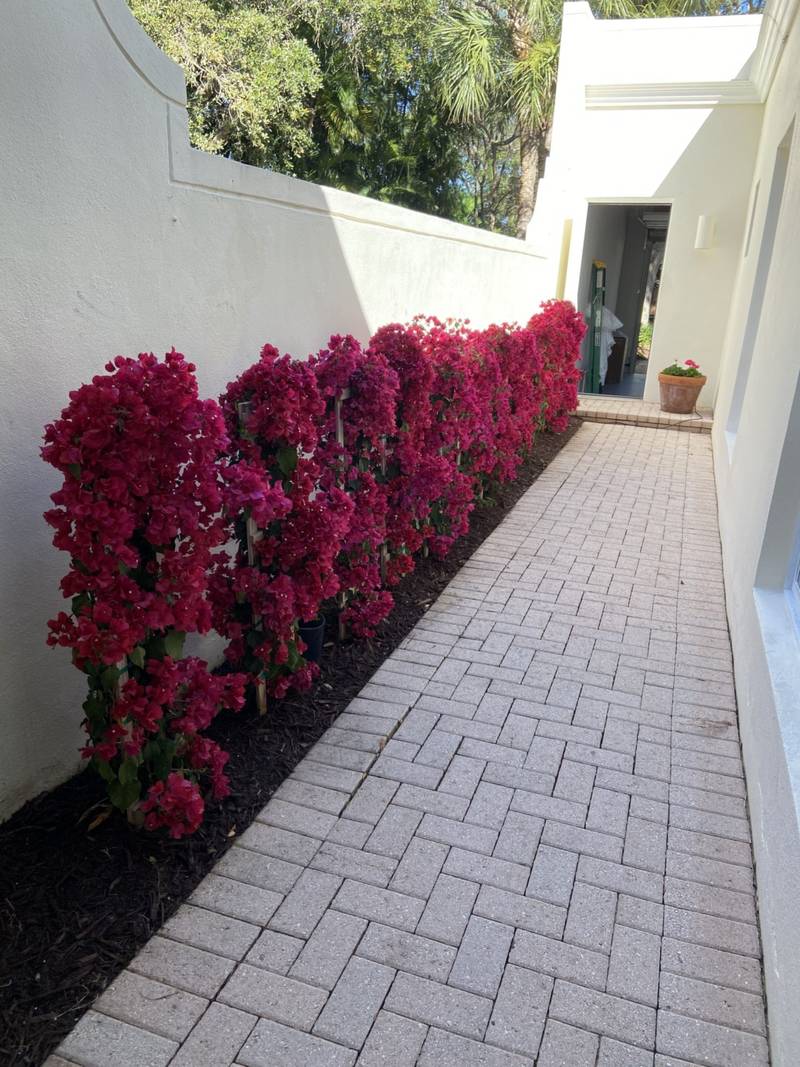 Narrow paver walkway lined with a row of red bougainvillea along a white wall