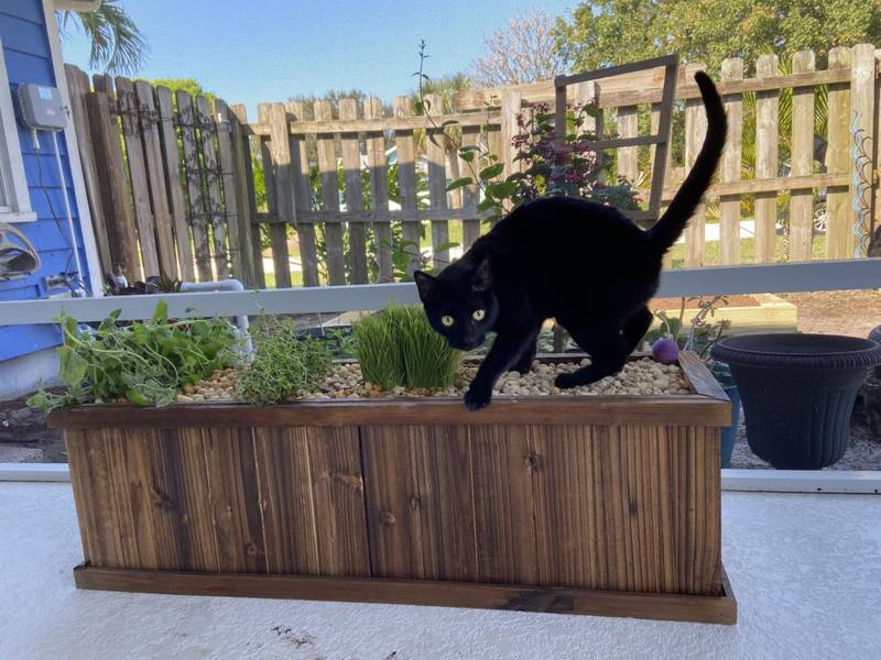 Cedar planter box of young plants on a patio, with a black cat climbing in