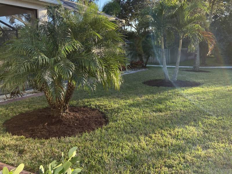 A sprinkler watering a newly planted palm and fresh lawn