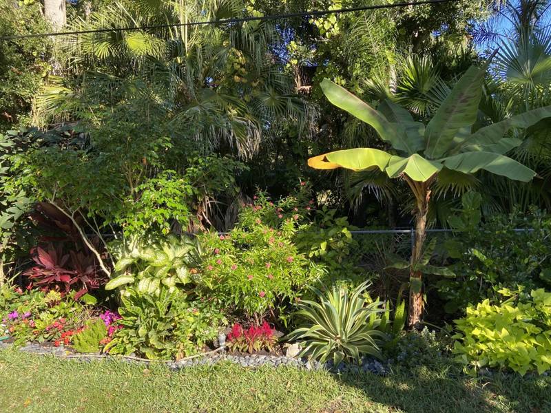 Layered tropical bed with a banana plant, crotons, agave and bright annuals along a lawn edge