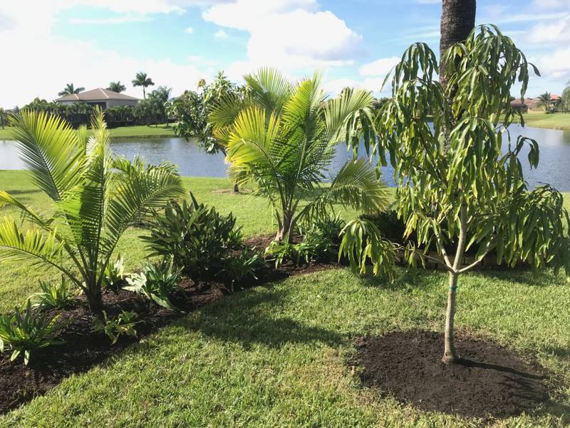 Newly planted young trees and palms with mulch rings on a lawn near a lake